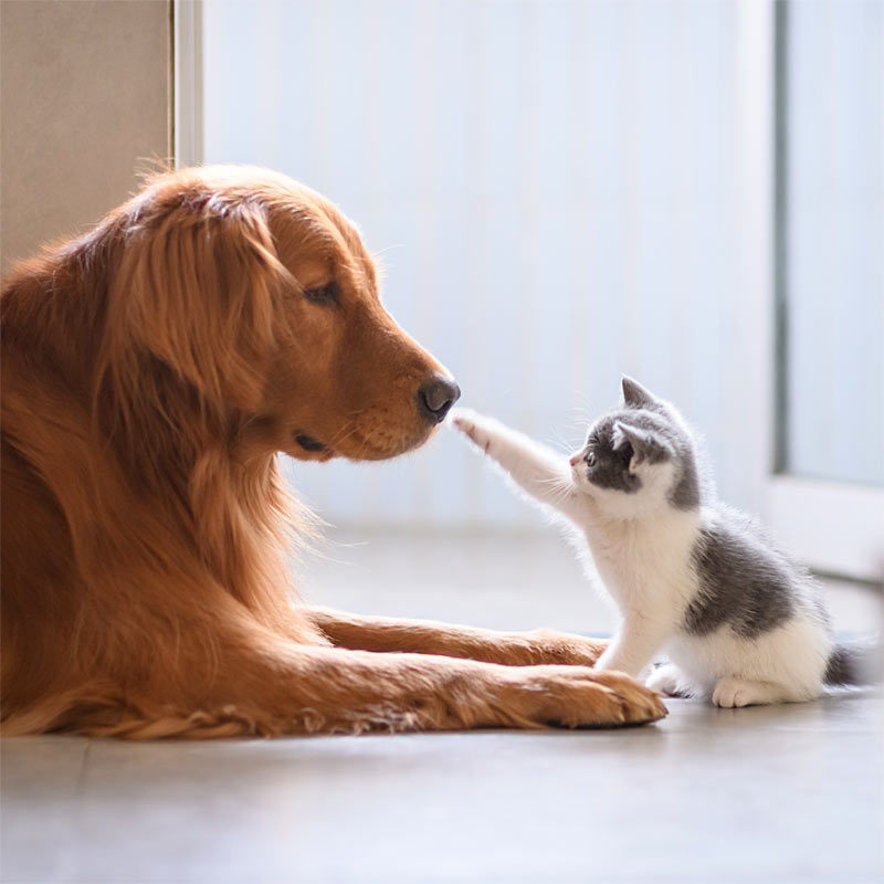 ワールド動物病院　ごあいさつ