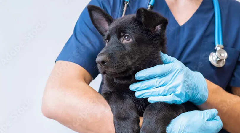 犬の健康チェックimage