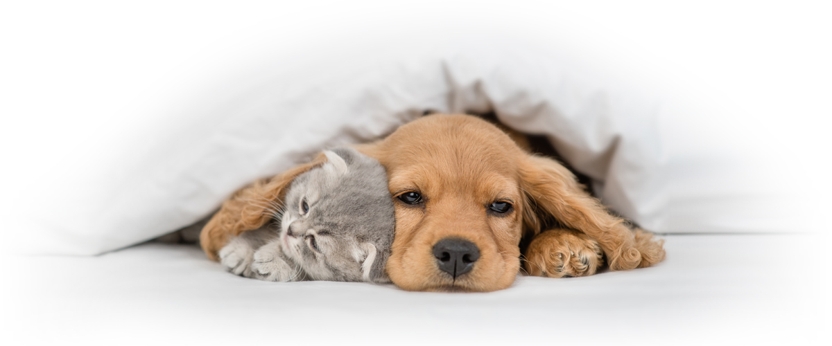 犬・猫イメージ