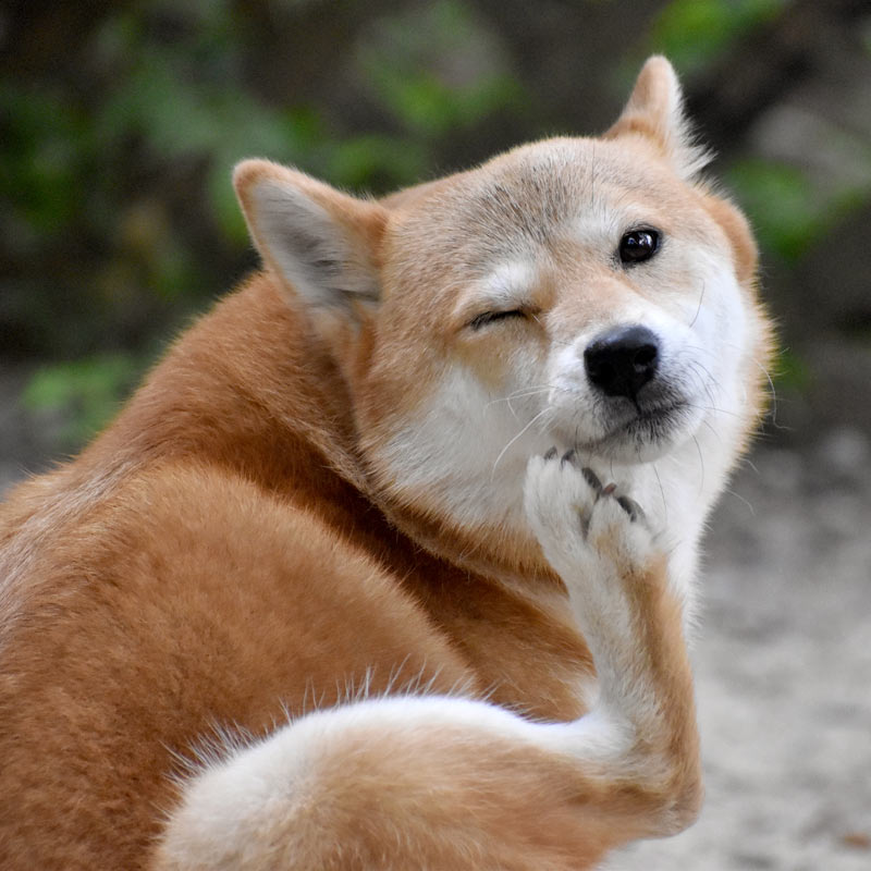 犬image