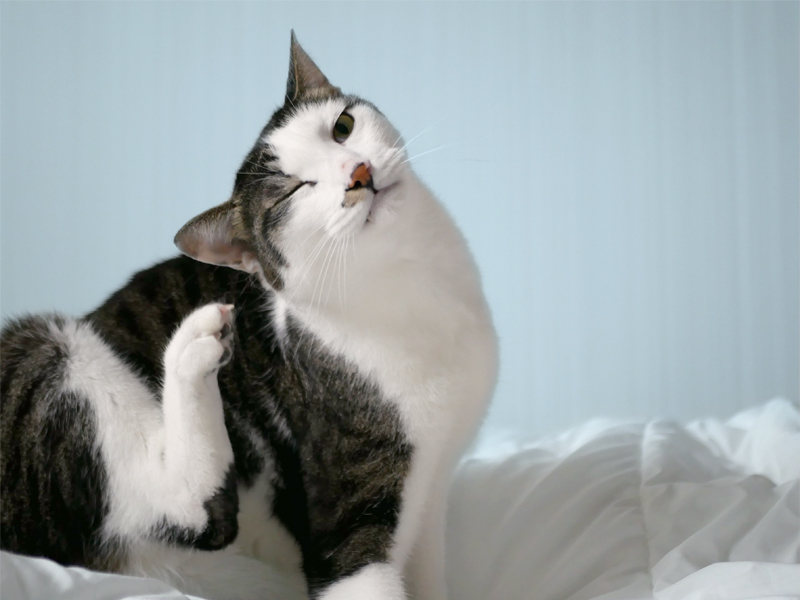 猫image