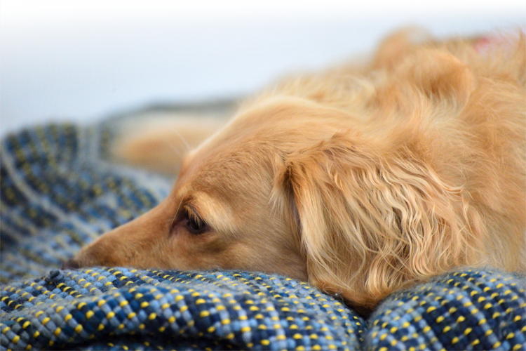 犬image