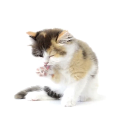 猫の健康チェックimage