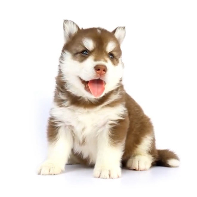 犬の健康チェックimage