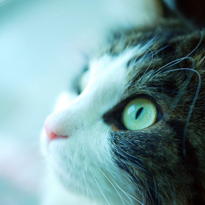 猫の顔image