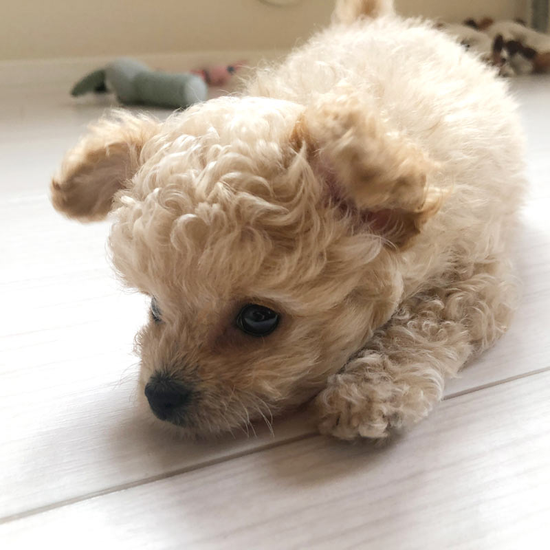 はじめてペットを飼う方へimage